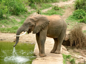 Elephant Drinking Mwaluganje Elephant Sanctuary